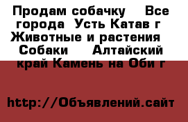 Продам собачку  - Все города, Усть-Катав г. Животные и растения » Собаки   . Алтайский край,Камень-на-Оби г.